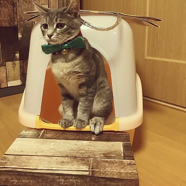oyumiさんの実例写真