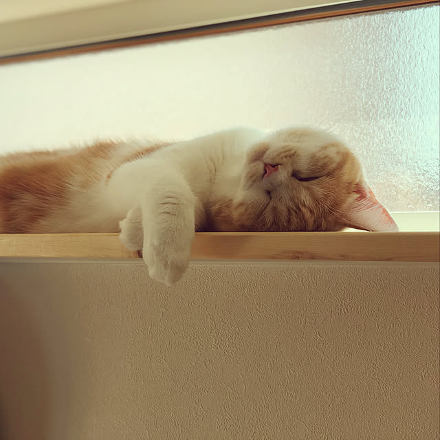 taMAさんの実例写真