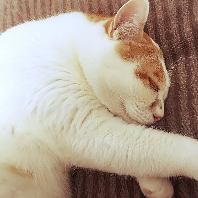 minkokoさんの実例写真