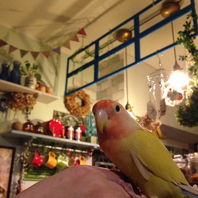 Rikoさんの実例写真