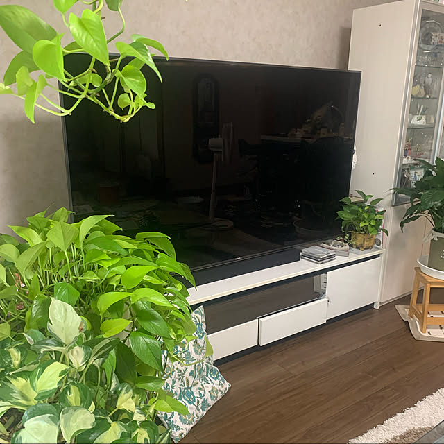 ポトスライム/観葉植物のある暮らし/SONYブラビア75型/SONY BRAVIA/テレビまわり...などのインテリア実例 - 2021-12-24 14:49:22