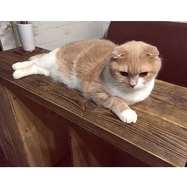 runtenさんの実例写真