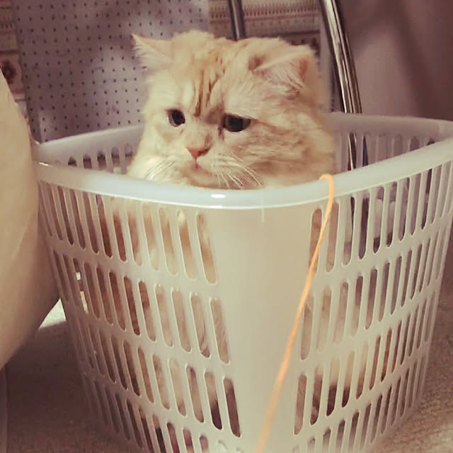 roseさんの実例写真