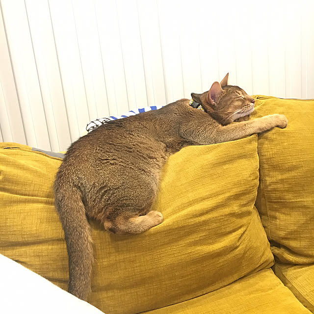 sakineko528さんの実例写真
