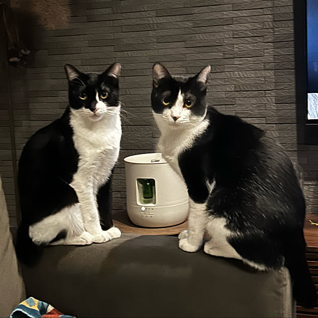 porinさんの実例写真