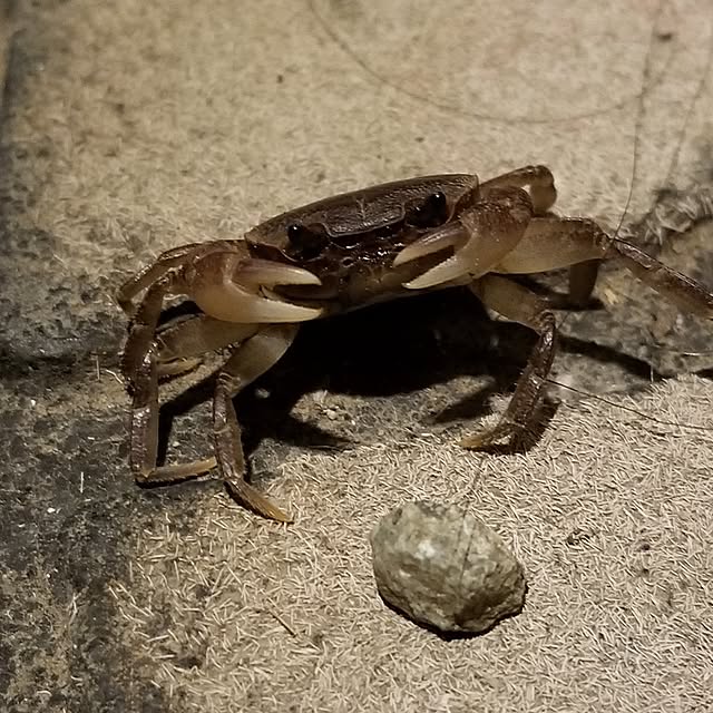 midoriさんの部屋