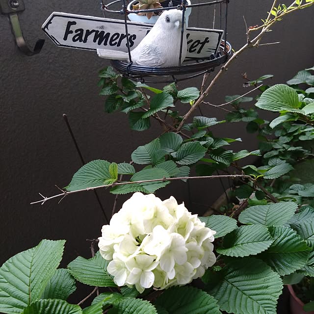 kakkaさんの実例写真