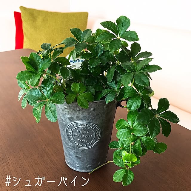 eee__homeさんの実例写真