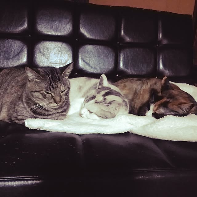 catLoverさんの実例写真
