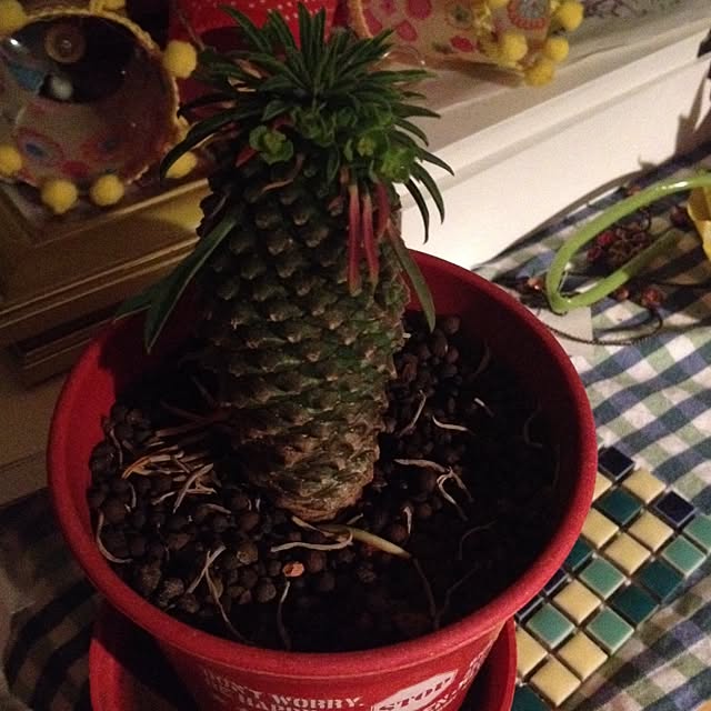Malamaさんの実例写真