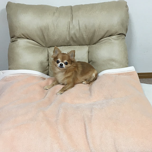 koroさんの実例写真