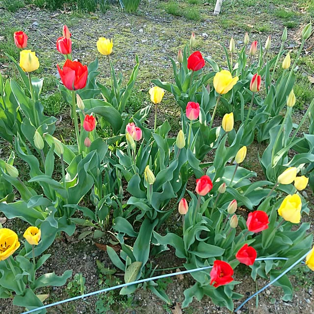 玄関/入り口のインテリア実例 - 2017-04-16 16:54:38