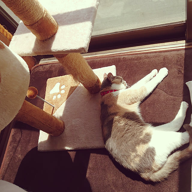 fukuさんの実例写真