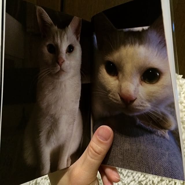 実例写真