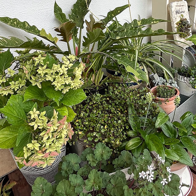 cotaさんの部屋