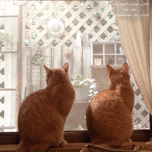 mi_moさんの実例写真