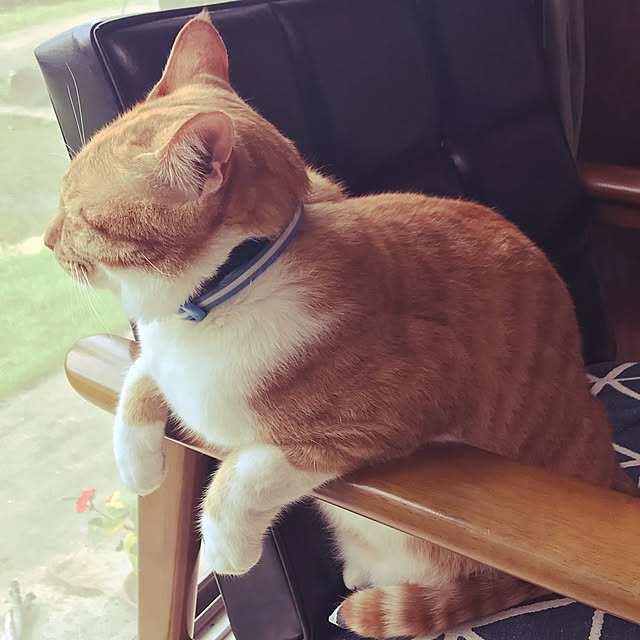 Kazuhiroさんの実例写真