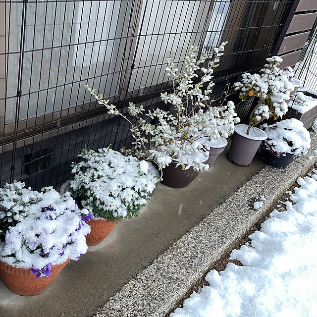 icemintさんの部屋