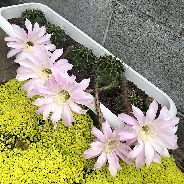 haruharuさんの実例写真