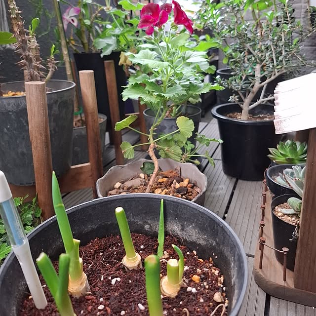 noaさんの実例写真