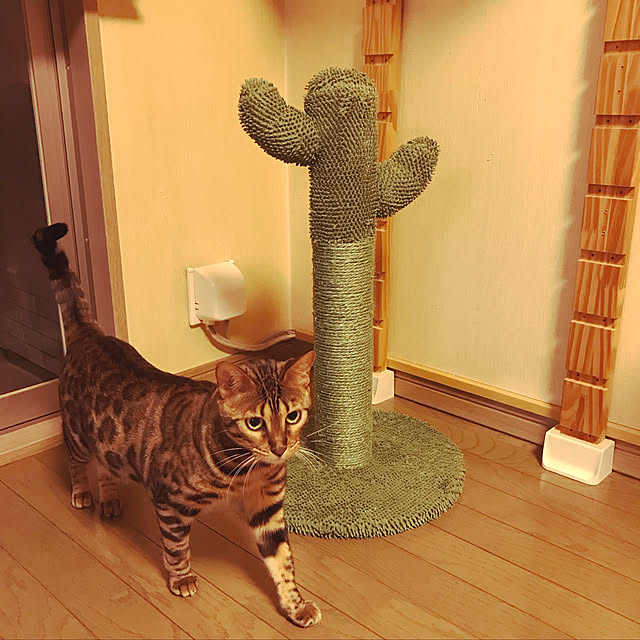 yumuyumuさんの実例写真