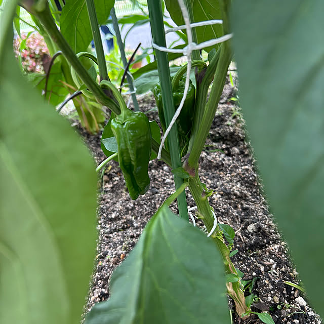 ritsukoさんの部屋