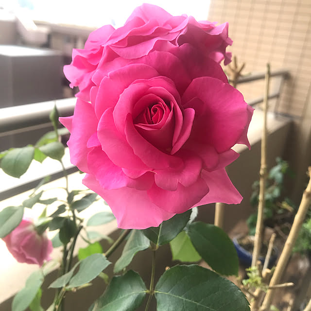 neue.kmnさんの実例写真