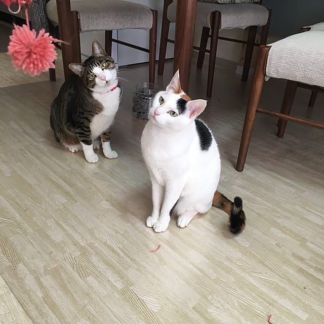 ichi.さんの実例写真