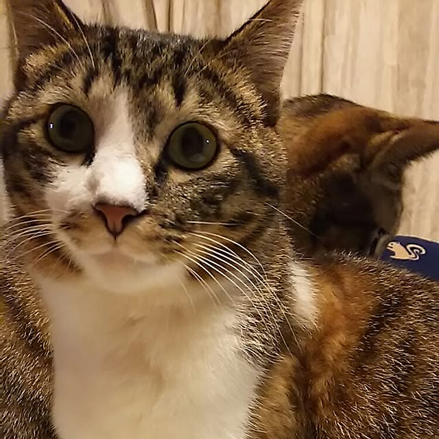 catriene0123さんの実例写真