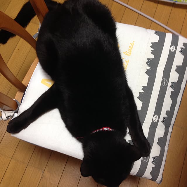 midoroさんの実例写真