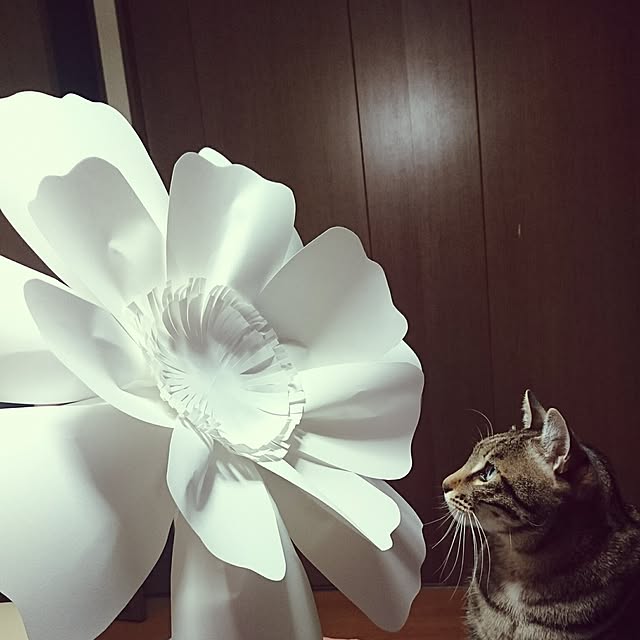 CHIBIさんの実例写真