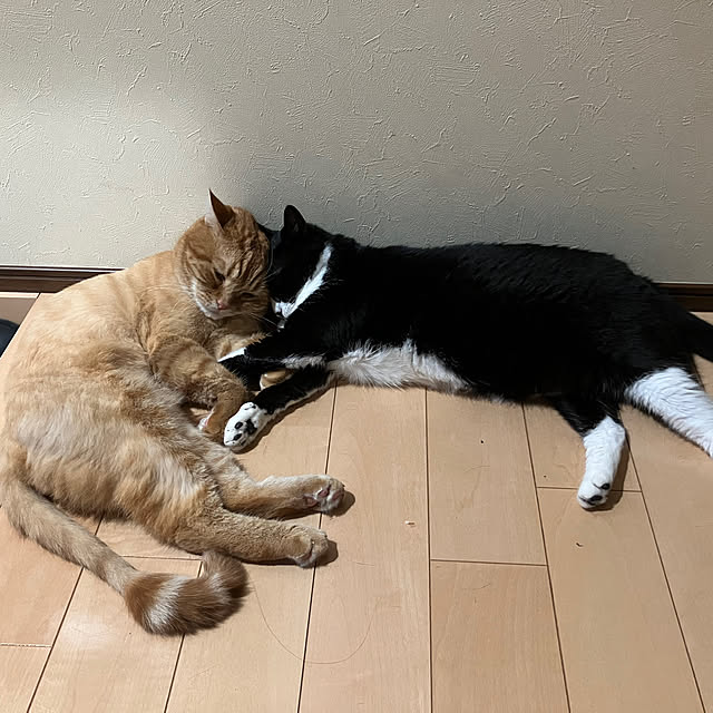 nekoさんの部屋