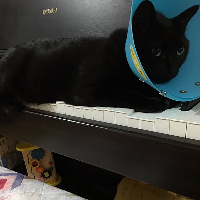 miyuさんの実例写真