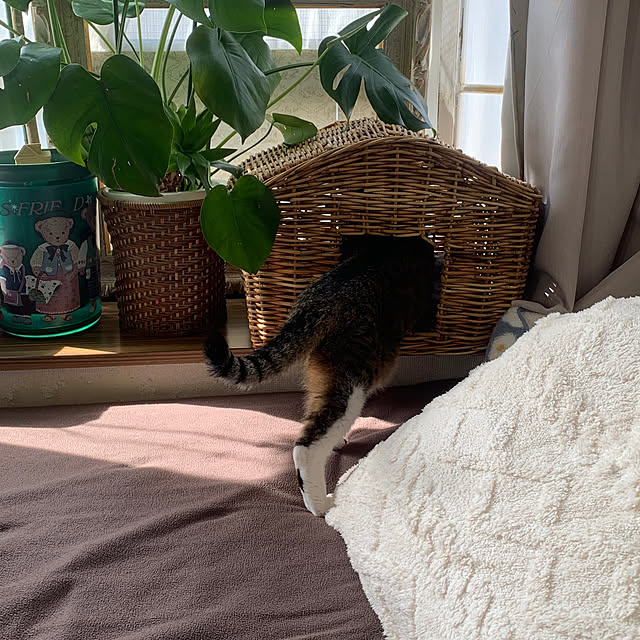 Rabbitさんの実例写真