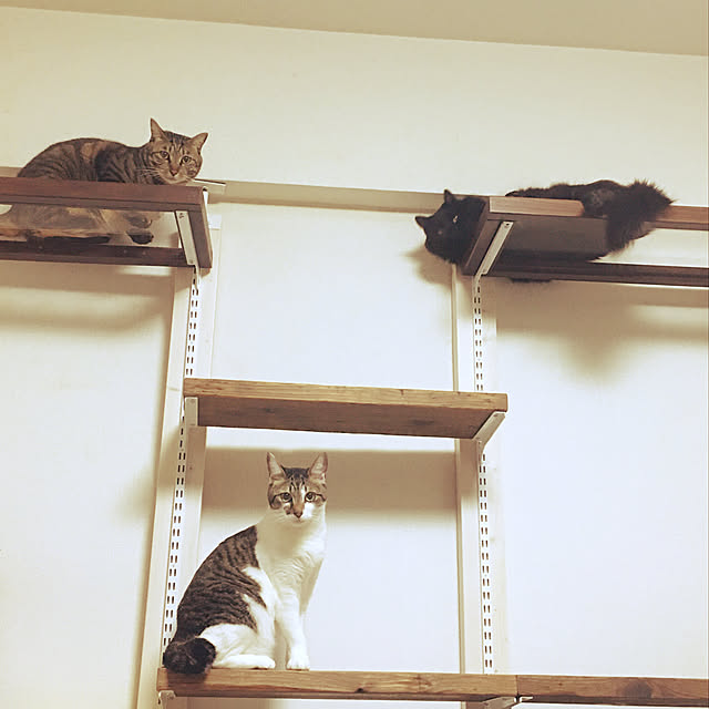 Chiekoさんの実例写真