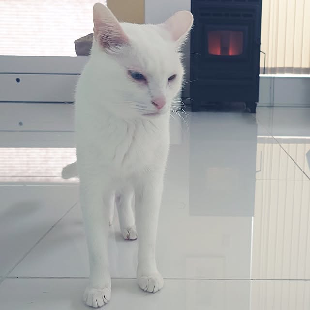 Blackcatさんの部屋
