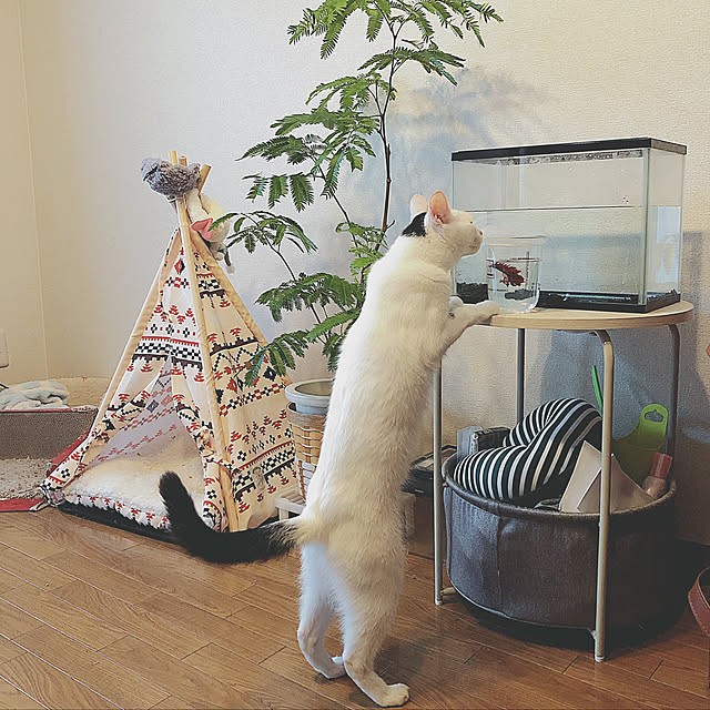 jabo_222さんの実例写真
