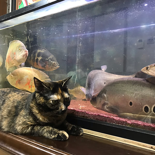 tornadeさんの実例写真