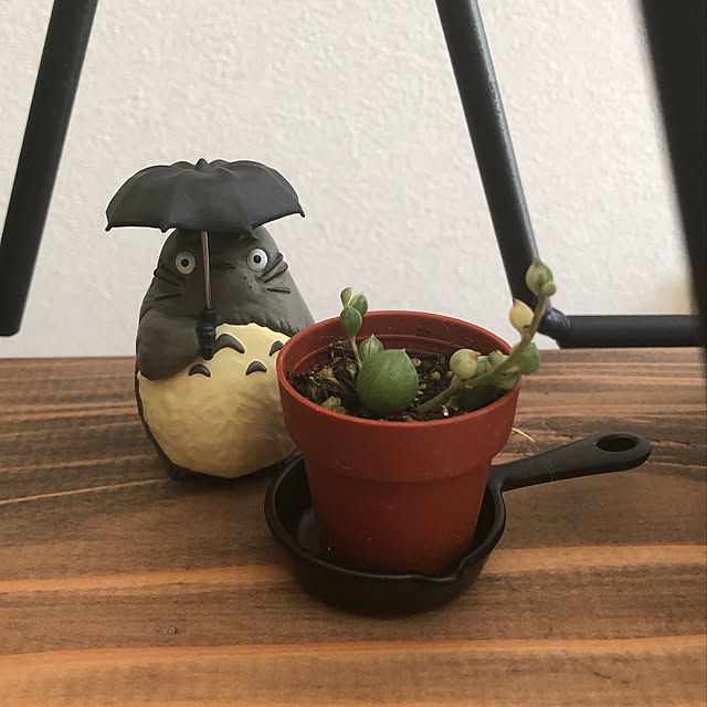 多肉植物/観葉植物/トトロ/リビングのインテリア実例 - 2019-06-06 10:52:27
