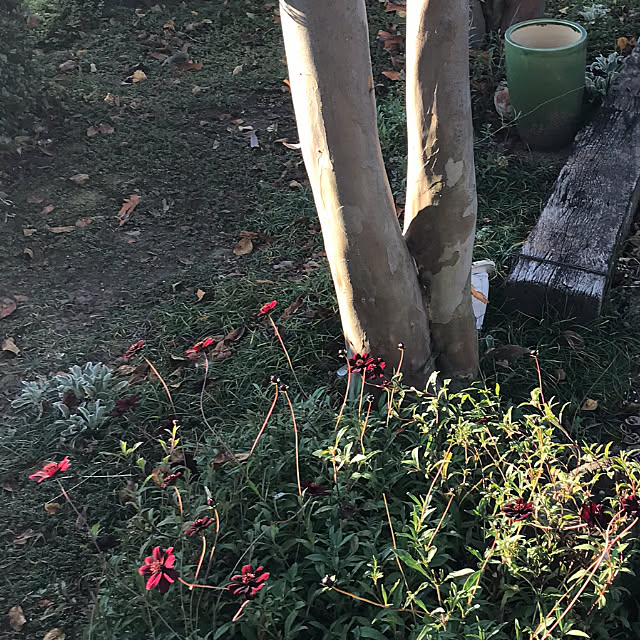 emmamomさんの実例写真