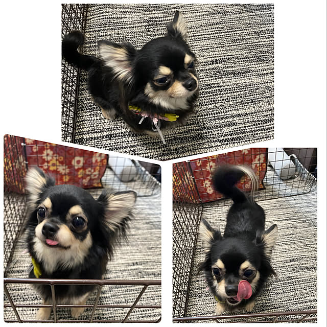 melmelさんの実例写真