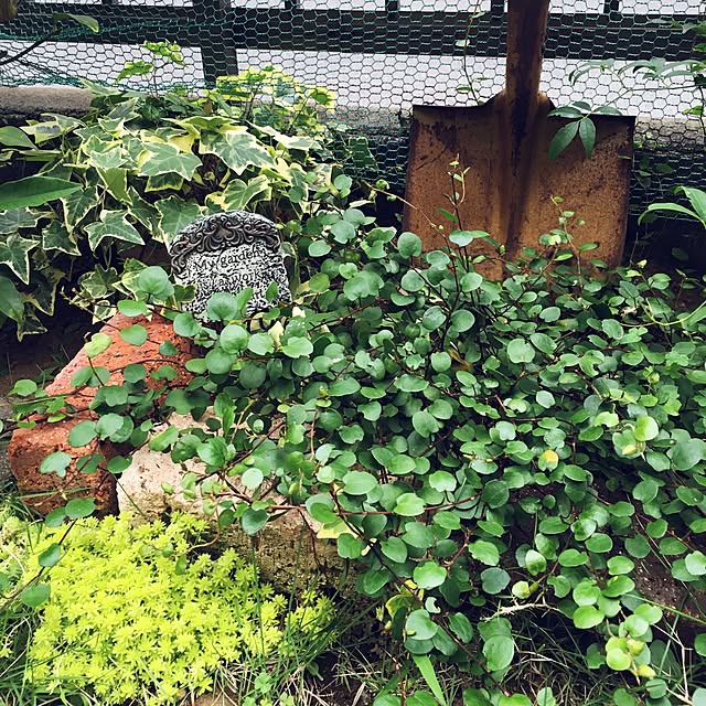 onokenkoさんの実例写真