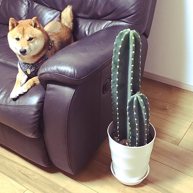 hanakoさんの実例写真