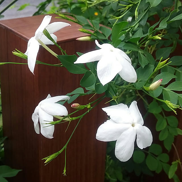 yukkoさんの実例写真
