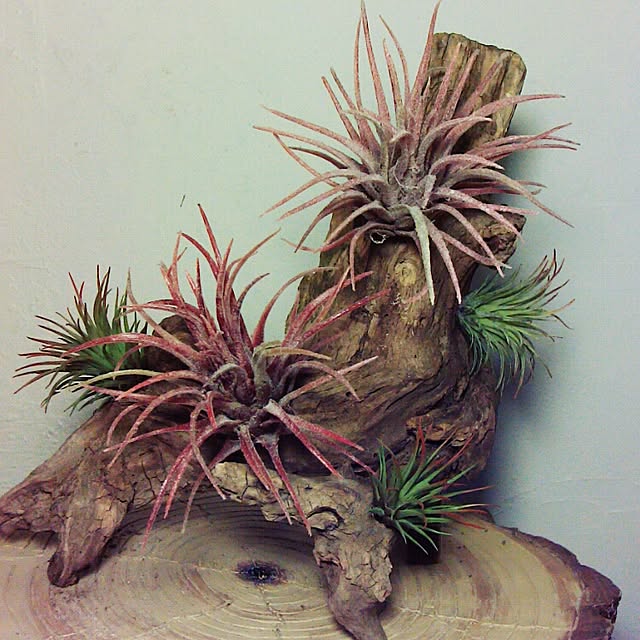 Plantexhibitionhallさんの実例写真