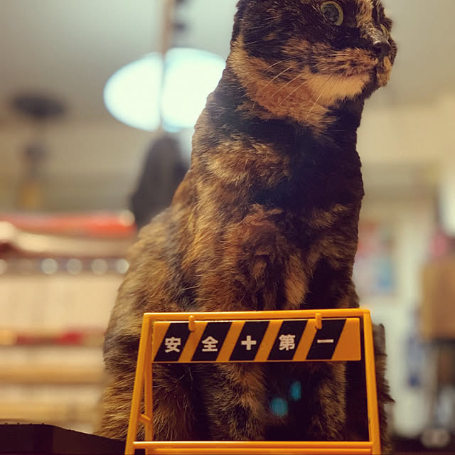 zinさんの実例写真