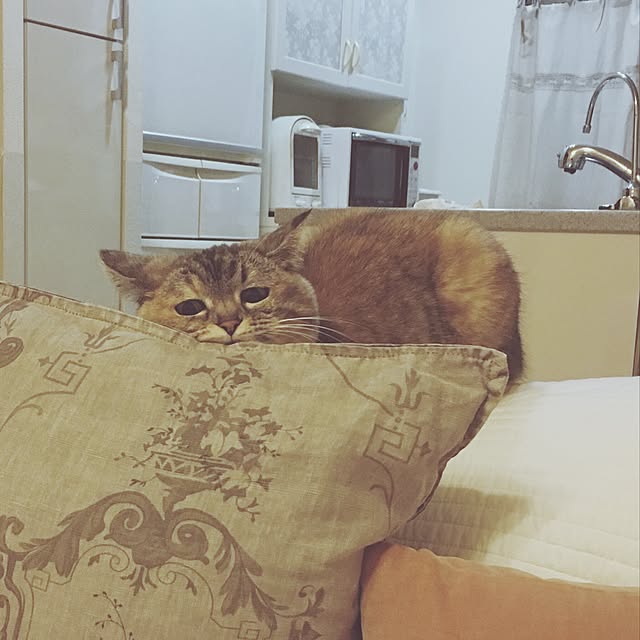 Manapiさんの実例写真