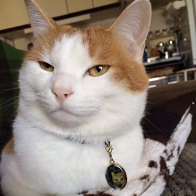 bobooooonさんの実例写真