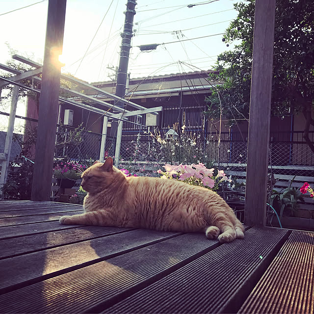 cat4さんの実例写真