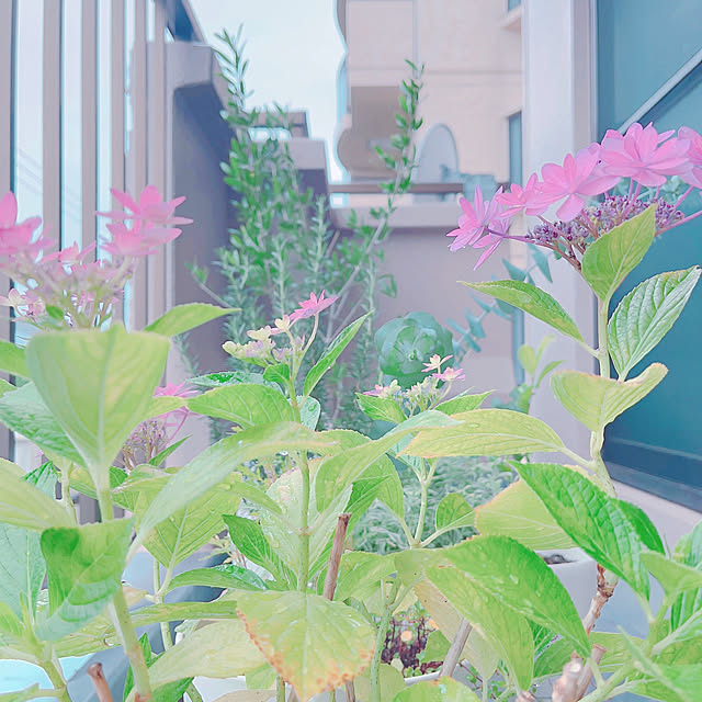 Llatte-usaさんの部屋